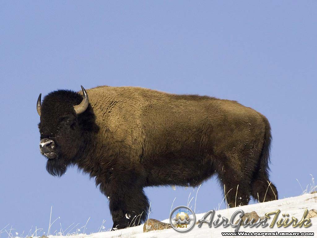 Bizon