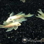 L144 blue eye vatozlarım ve Discuslarım