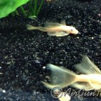 L144 blue eye vatozlarım ve Discuslarım