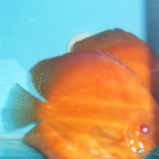 L144 blue eye vatozlarım ve Discuslarım