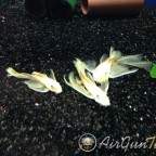 L144 blue eye vatozlarım ve Discuslarım