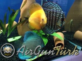 L144 blue eye vatozlarım ve Discuslarım