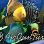 L144 blue eye vatozlarım ve Discuslarım