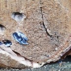 Air arms ile 50 m atış