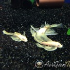 L144 blue eye vatozlarım ve Discuslarım