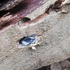 Air arms ile 50 m atış