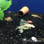 L144 blue eye vatozlarım ve Discuslarım