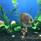 L144 blue eye vatozlarım ve Discuslarım